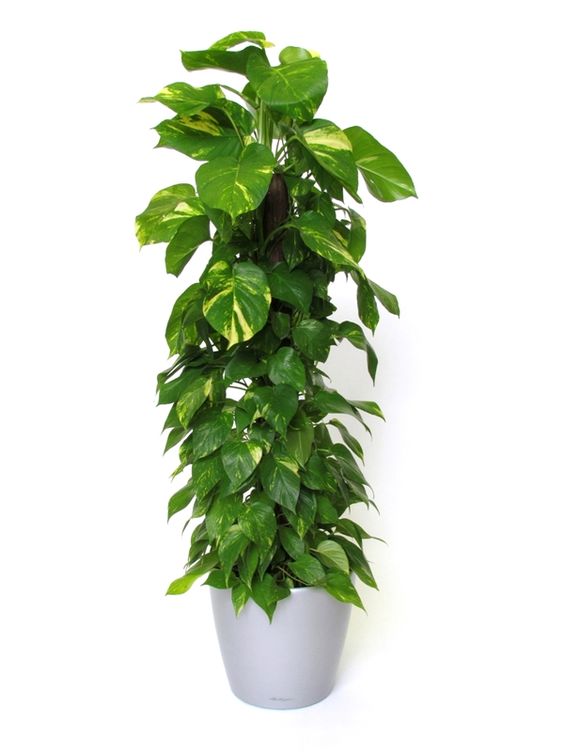 TRẦU BÀ ỐNG