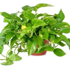 TRẦU BÀ THÁI