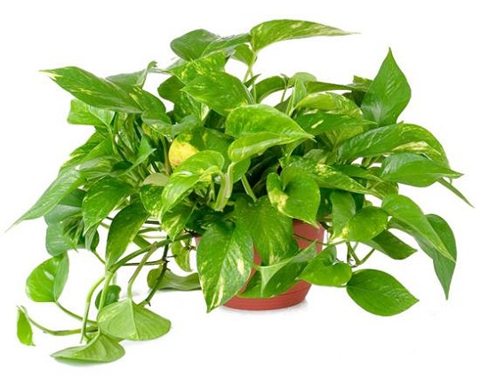 TRẦU BÀ THÁI